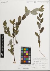 Foto von Salix myrsinifolia Salisb.
